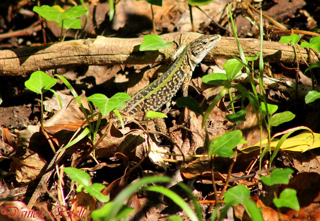 Qualche Podarcis siculus campestris...